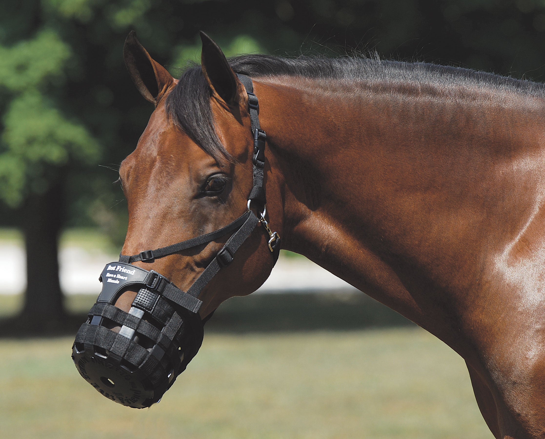 Best friend have hotsell a heart grazing muzzle