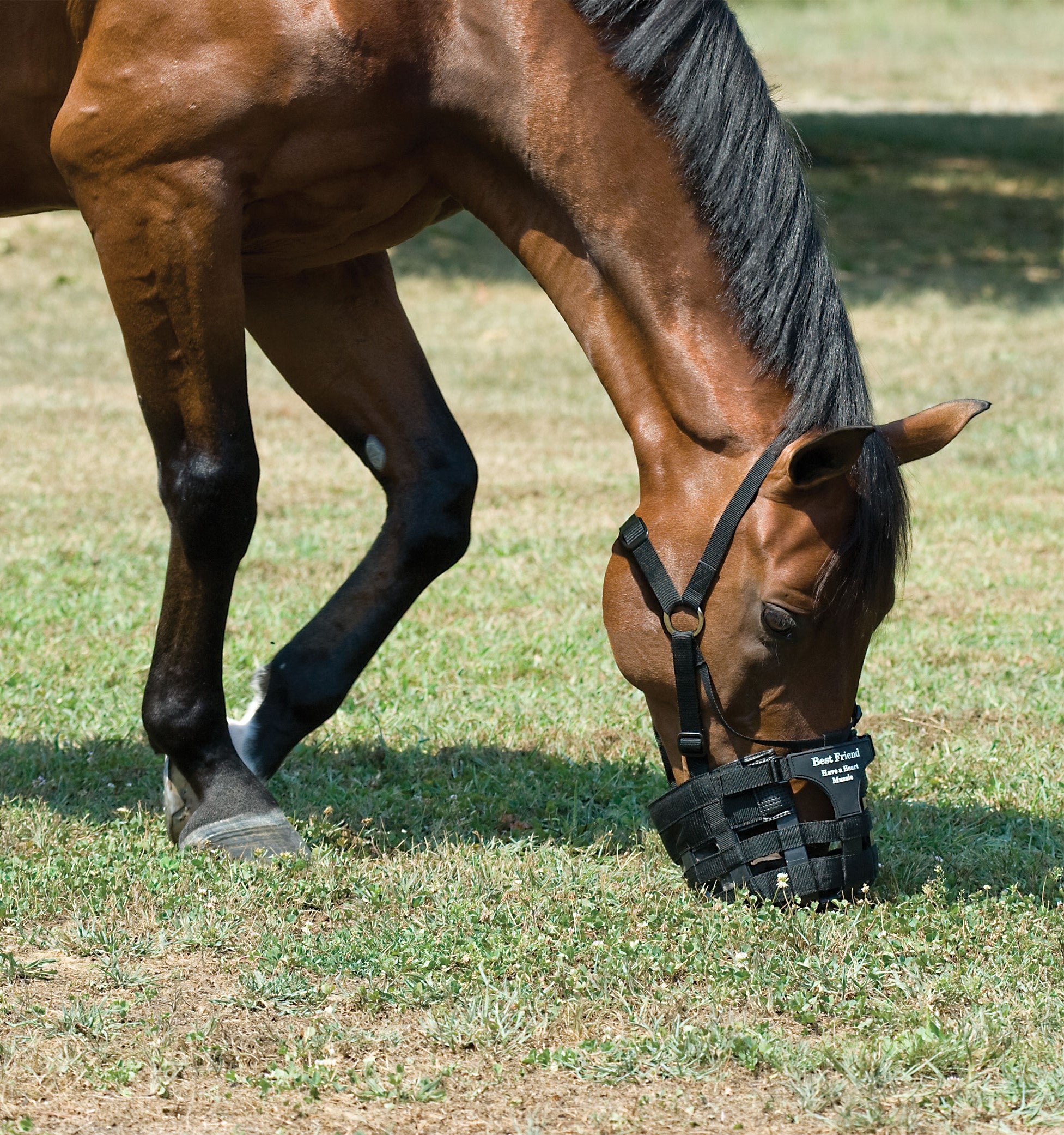 Best friend have outlet a heart grazing muzzle